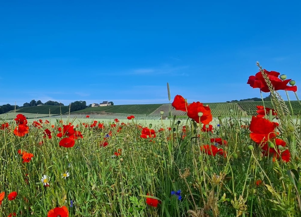 Jekerdal Maastricht natuur en historie